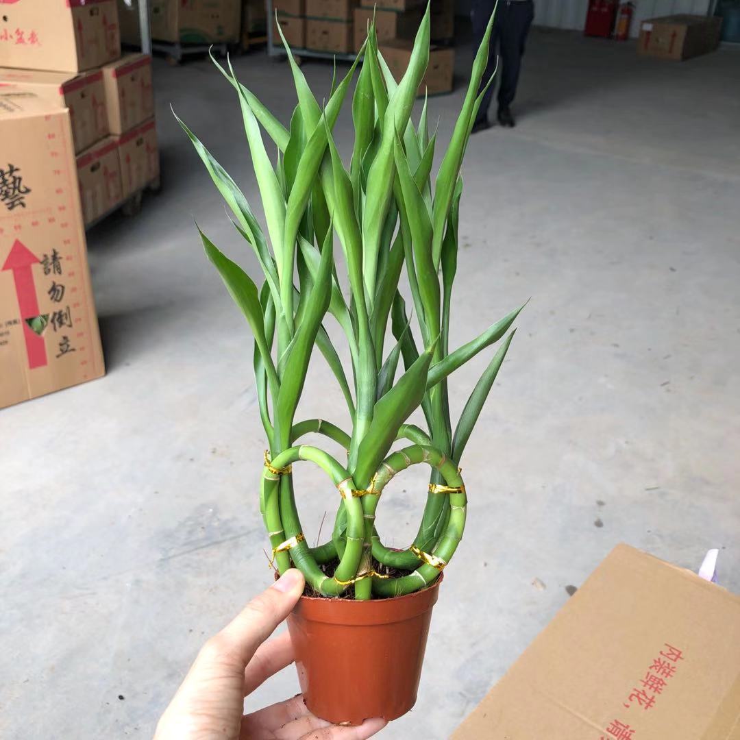Guangzhou Wholesale 90 Four Seasons Lucky Bamboo Hydroponic Plants…