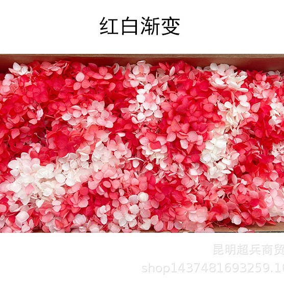 [Вечная Life Flower Hydrangea] Анна Градиентный цвет Лист Hydramid Книга цветов оптом DIY цветочная коробка материал для просмотра