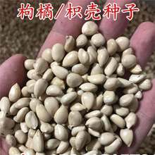 �²����ٷN�Ӽ޽Ӹ��� ��� ɰ������ľ�N������ך��N�Ӽt�ٷN��