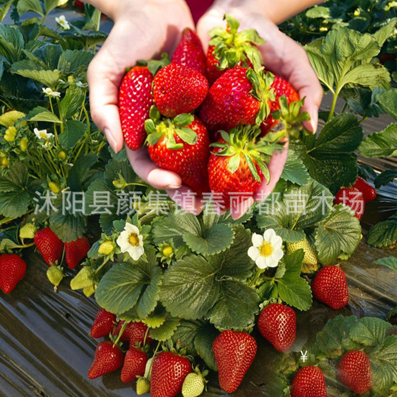 草莓苗盆栽地栽阳台食用牛奶四季草莓当年结果南北方种植草莓秧苗