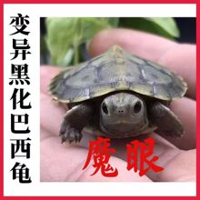 黑巴悖论石金钱黄耳地图龟果冻巴西龟苗外塘草龟乌龟活物长寿宠物