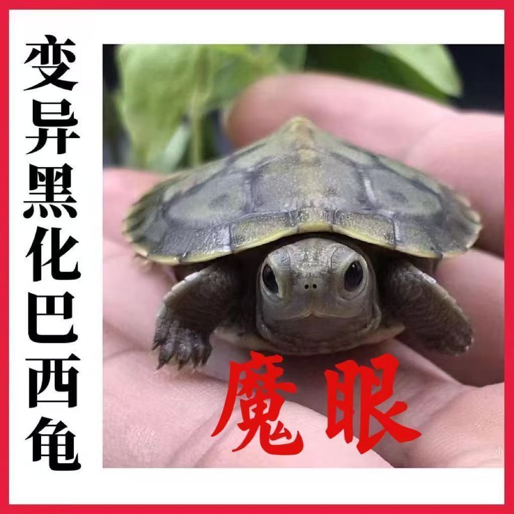 黑巴悖论石金钱黄耳地图龟果冻巴西龟苗外塘草龟乌龟活物长寿宠物