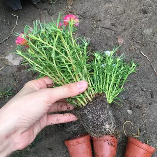 太阳花盆栽苗重瓣混色四季开花耐晒耐热植物室外阳台庭院带根花苞