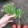 四季室外庭院开花阳台