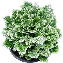 九死还魂草死草材还阳草卷柏密罗木盆栽凤凰草遇水就活