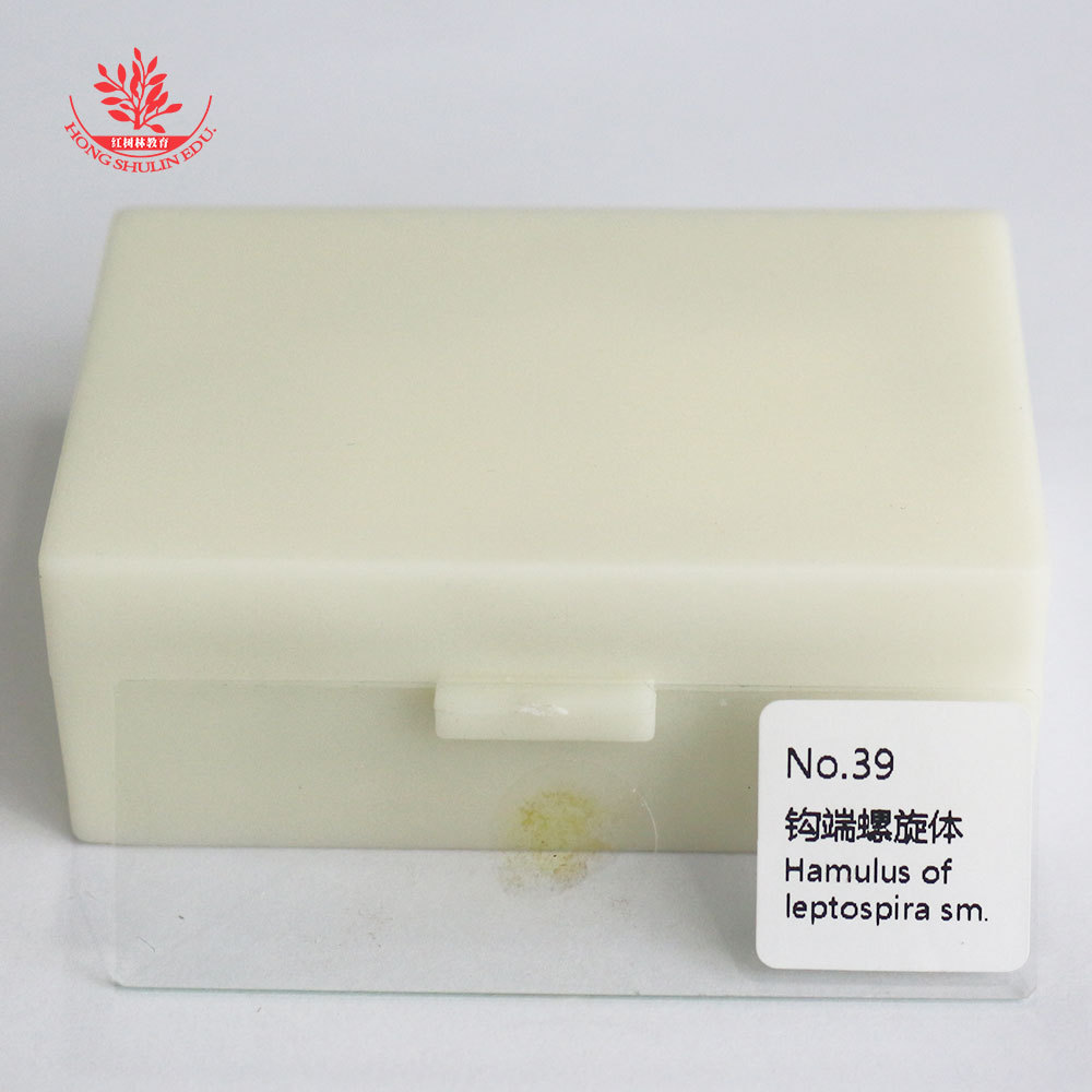 钩端螺旋体涂片