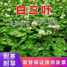 白三叶草种红三叶草籽批发庭院公园观赏花海四季播种易活草坪净籽