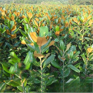 �������l �V���m ���� �����m �r�񃞻� ���̾G���@���^�p�е���