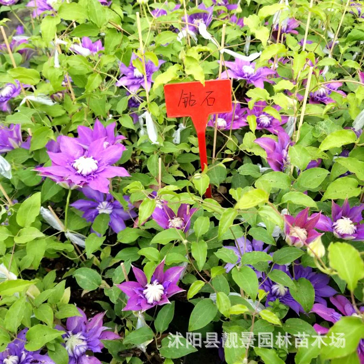 Клематис четыре сезона цветок просмотр рассады деревьев Крытый двор вьющаяся растение посадка растений цветок большой рассада Цветочный Пояс цветок двойной лист