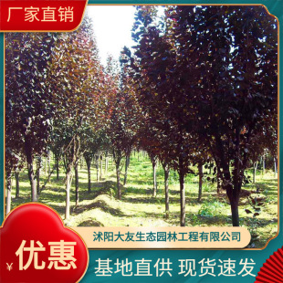 �N�����l���~��仨 �������~� �t�~� ��ɫ�G��ֲ�����Ә�