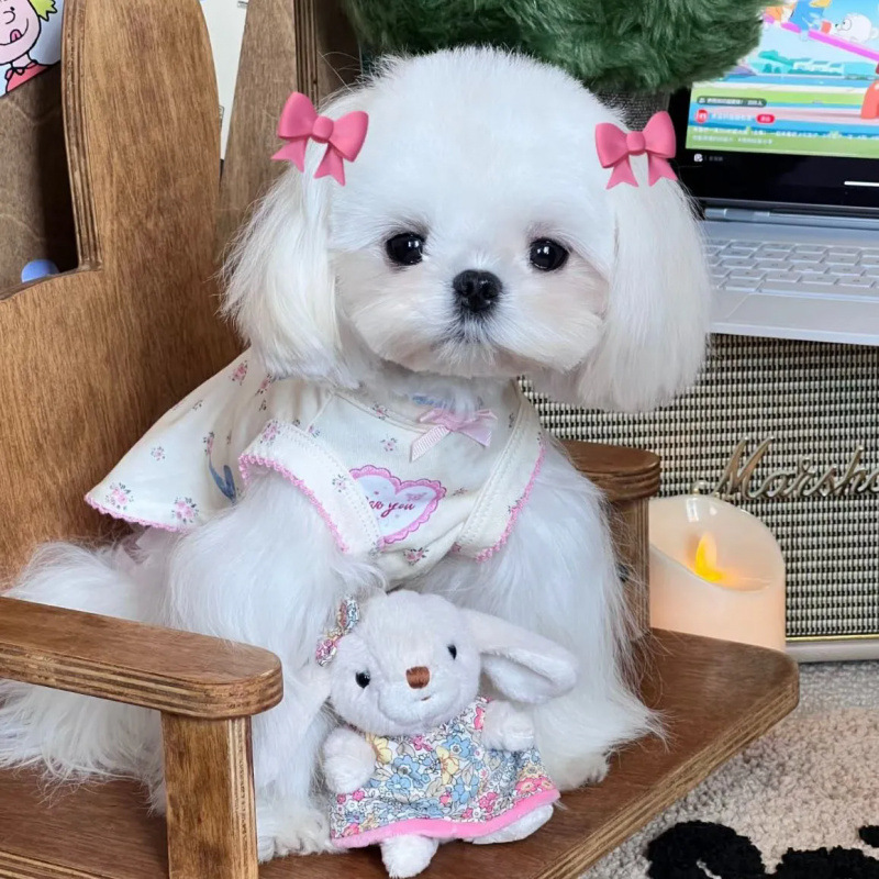 Perro mascota dulce chaleco floral falda pequeña manga volante ropa para el hogar de verano perro pequeño para evitar la pérdida de Maoxi Shi Yorkshire