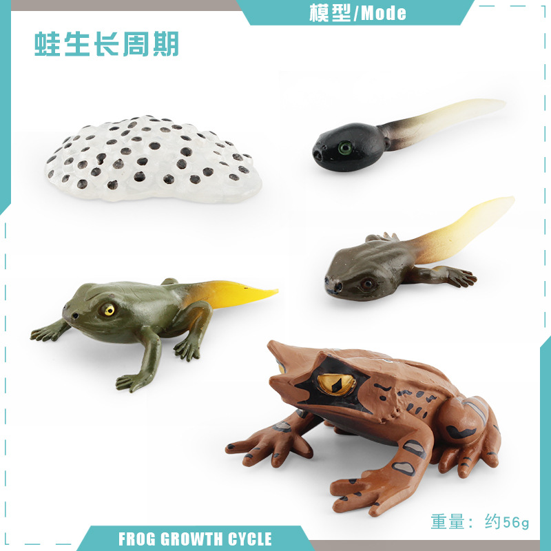 Modelo animal de simulación al por mayor de pollo pato ganso mariposa tortuga Rana ciclo de crecimiento Montessori material didáctico adornos hechos a mano