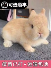 宠物兔活物茶杯长不大不咬人迷你侏儒儿童养猫猫兔荷兰垂耳兔活体