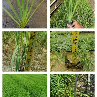 Thousands of Quancai, Yellow Calamus, Flower Leaves, Asparagus, Windmill Grass, Zhongshan Aquatic Green Plants and Flower Base Wholesale