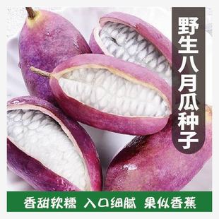 Wild August Melon Seeds, Special Purple Fruit, August Melon Tree, Courtyard Climbing Plant, Edible Fruit, August Melon Seeds