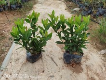 �������lС�~�������߶�20��30���ּt�����NҎ���|���|����