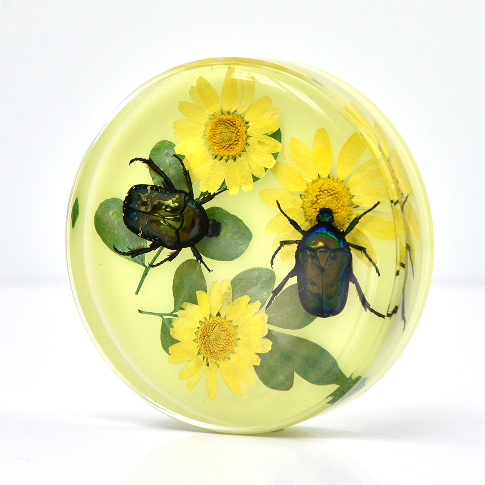 Night light】Bronze flower beetle playing scene