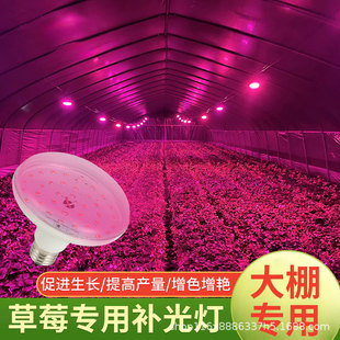 Plant Growth Lamp Led Lamp Strawberry Fill Light Full Spectrum Seedling Temperature Heating Lamp Vegetable Greenhouse Greenhouse Lamp Beads