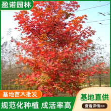 ���طNֲ�G����ľ���������t�����lͥԺС�^�t�������t�����ľ