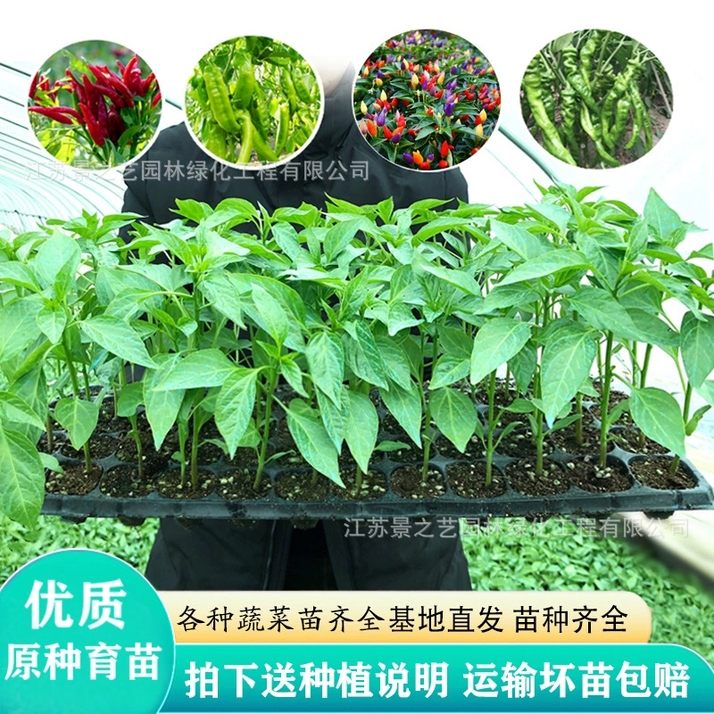 Рассада семян перца и рассады Красочные перец овощной рассады