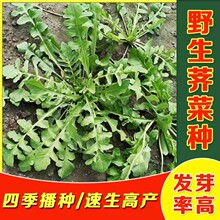 荠菜种子菱角菜种籽四季播种易种植阳台庭院盆栽花叶荠菜高出芽率