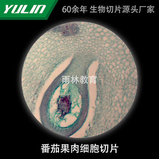 Tomato Pulp Cell Slice Biological Microscope Specimen Slice Animal Plant Cell Slide Observation Experiment