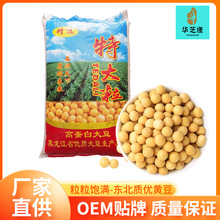 直供东北黄大豆大颗粒黄豆大袋装批发豆浆豆腐商用发豆芽高蛋白