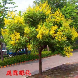 ͥԺ�Nֲ����ϱ���ͥ��Ժ�����^���L���е���ꖄe���ļ��ͺ�ֲ��