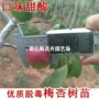 南方北方早熟庭院杏树苗