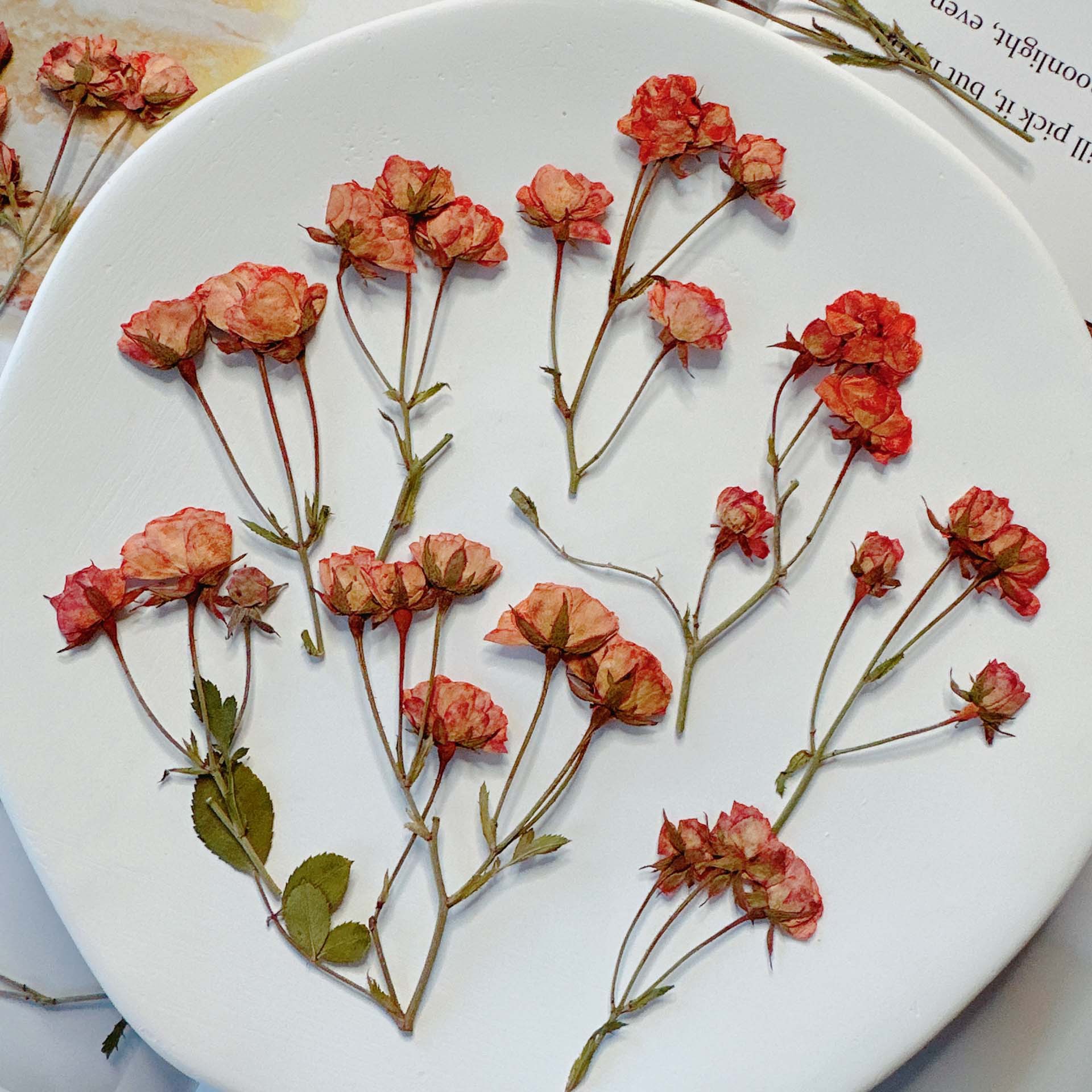 Rosa damascena rose pressed flower plant specimen resin phone case candle photo frame DIY craft material kit