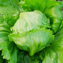 球形生菜结球生菜种孑四季阳台盆栽菜种子春季菜籽球种大全青菜