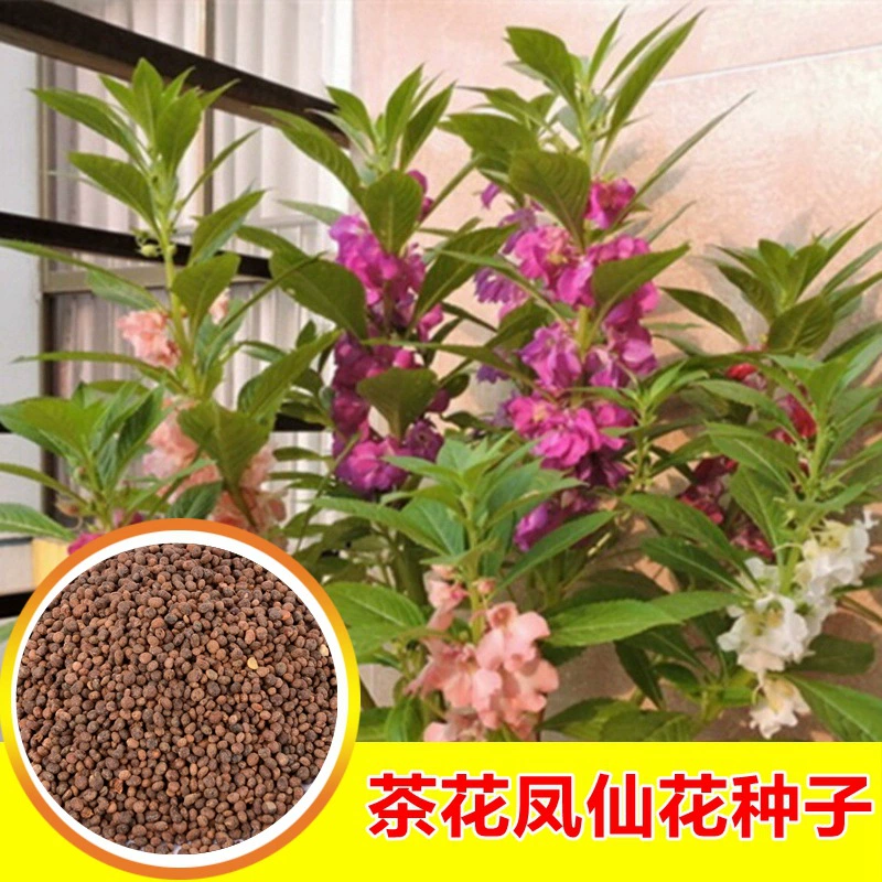 Оптовая Impatiens семена Камелия Impatiens семена Четыре сезона балкон цветок море семена Домашнее Садоводство Семена цветов