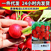Huayu Fruit Red Ding Ding Ding Radish Seeds Fast Skin Skin, Belly Red White Pork Crisis Cherry Radie Seeds Manufacturer wholesale