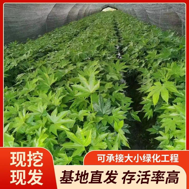 Склад производителя предлагает оптом ассортимент различных размеров и цветов звёздчатого аниса, а также маленькие и большие чашки золотого цвета.