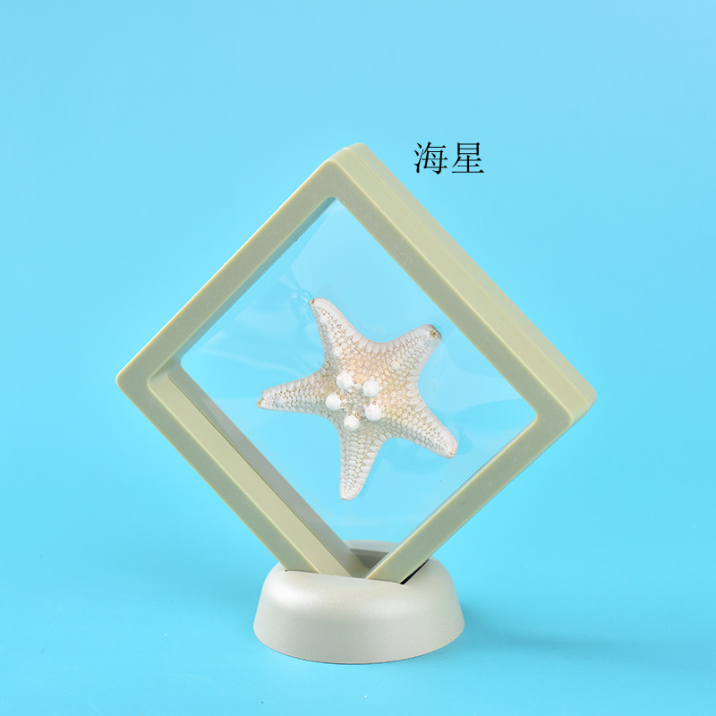 标本海螺贝壳 天然海螺贝壳幼儿教学用具 寄居蟹替换壳批发