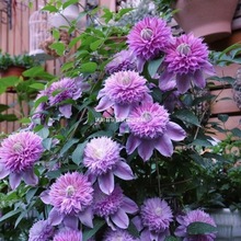 铁线莲种子花苗室内外庭院爬藤植物多年生易种活四季开花耐寒盆栽