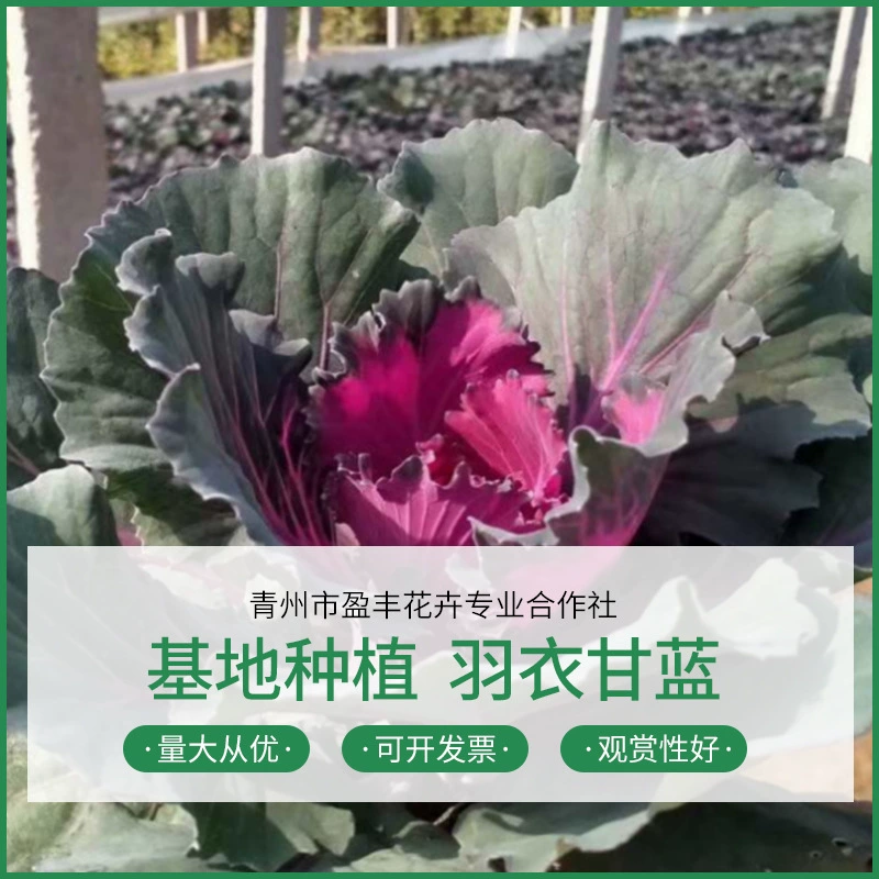 Сеянцы капусты-коллард, оптовая база в Шаньдуне, большой запас капусты-коллард, морозостойкие сеянцы цветочной капусты.
