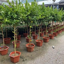 ļYʘ԰]̨ͥԺֲˮGֲ҃