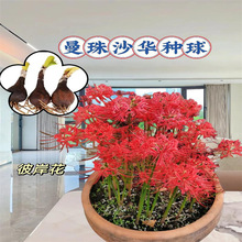 �˰����N������ɳ�A���Լt���Q�\ʯ���N���̨�����ļ��Nֲ�_��