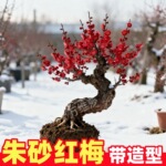 梅花盆栽带花苞红梅朱砂梅盆景造型老桩花卉阳台耐寒冬天开花好养
