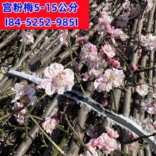 宫粉美花树苗3-8-15公分粗小叶宫粉梅花树红梅绿梅美人梅价格产地