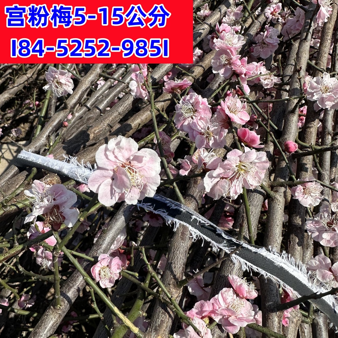 宫粉美花树苗3-8-15公分粗小叶宫粉梅花树红梅绿梅美人梅价格产地