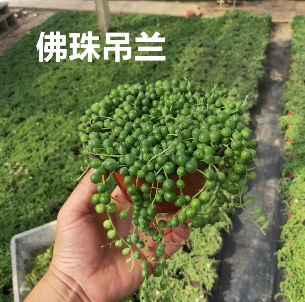 Бусы, висячие орхидеи, слезы любовника