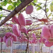 野生八月瓜种子紫果八月瓜树种子庭院爬藤植物食用水果八月炸种子