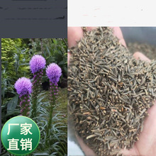 批发多年生宿根草本植物蛇鞭菊花种子庭院盆栽景观绿化切花干花