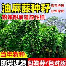 葛藤油麻藤种籽爬山虎藤边坡矿区山体复绿护坡爬藤植物灌木草籽子