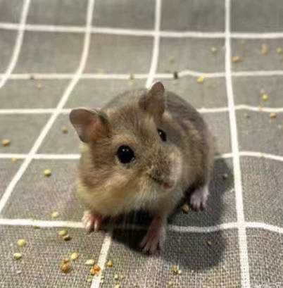 Live dwarf hamster, assorted coat colors and lengths, 0.01 kg, ~5 cm small pet