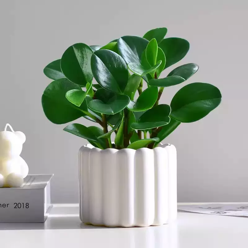 碧玉绿植小盆栽办公室内桌面装饰绿化四季好养耐阴植物工位盆景