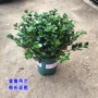 四季盆栽金鱼花发财树吊兰