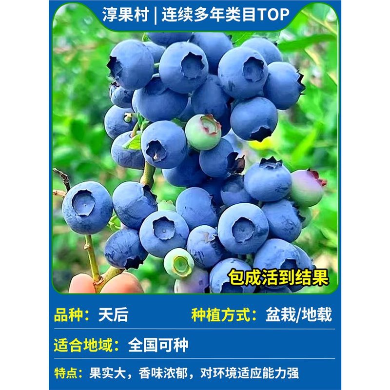 [즉각적인 결과] 여왕의 키는 30-50cm입니다. (운남 고품질 과일은 크고 달콤하며 수확량이 많습니다.)#본래의